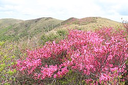 ツルギミツバツツジ　Rhododendron tsurugisanense