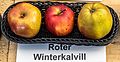 Roter Winter-Calvill