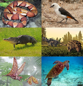 Биоразнообразие заврий (включая черепах). 1-й ряд: медноголовый щитомордник, белоголовый скворцовый ткач; 2-й ряд: миссисипский аллигатор, стиракозавр (слева) и Scolosaurus (справа); 3-й ряд: анурогнат, зелёная черепаха.
