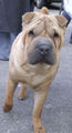 Shar-pei17.jpg