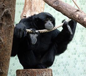 http://upload.wikimedia.org/wikipedia/commons/thumb/c/c7/Siamang_Hellabrunn_2004.jpg/275px-Siamang_Hellabrunn_2004.jpg