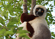 Sifaka in Madagascar.jpg