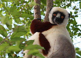 Sifaka-de-coquerel em Madagascar