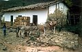 Donkeys deliver goods to the single shop in Santa Rosa.