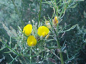 Ulex boivinii