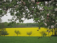 Stemweder Berg 1