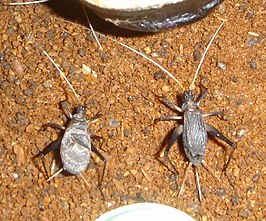 Meloimorpha japonica