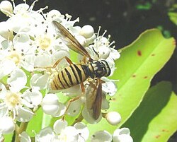 Ziedmuša (Syrphidae)