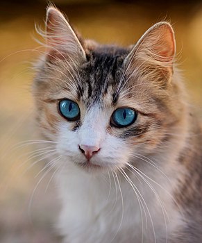 Tigrasta mačka sa plavim očima
