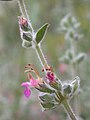 Teucrium divaricatum