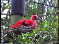 Файл: Threskiornithidae - Eudocimus ruber (Scarlet Ibis) .webm