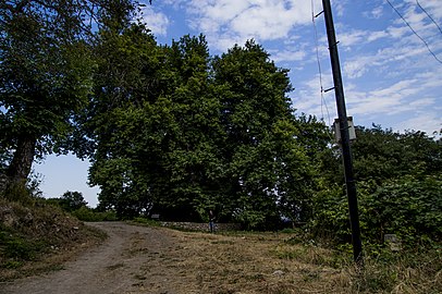 Tnjri more than 2000 years old tree in Artsakh