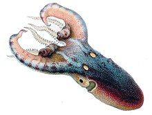 Tremoctopus violaceus Merculiano.jpg