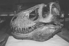 Cráneo del Tyrannosaurus rex en el Museo de Historia Natural de Carnegie.