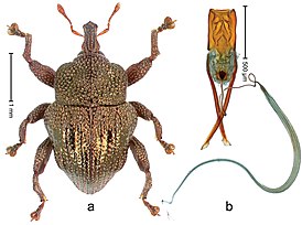 Trigonopterus cupreus