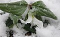 Trillium nivale