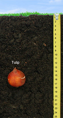 Hloubka žárovky tulipánu