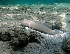 Un gobie à six taches (Valenciennea sexguttata)