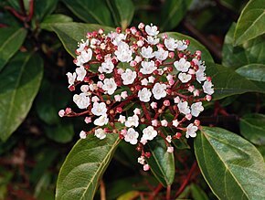 Description de l'image Viburnum February 2008-1.jpg.