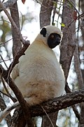 Von der Deckens sifaka (Propithecus deckenii)