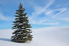 Young tree with light snowcover White Spruce, Brampton, Ontario (5322599282).jpg