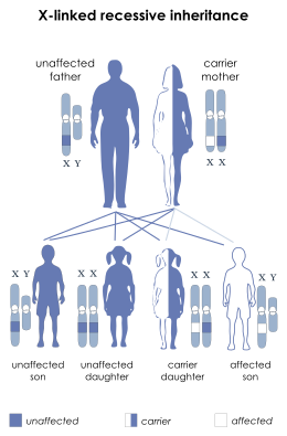 Description de l'image X-linked recessive.svg.