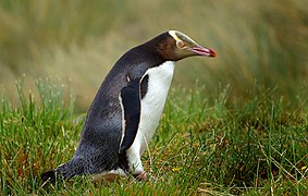 Yellow-eyed penguin