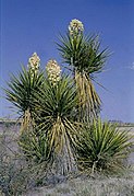 Yucca faxoniana?!