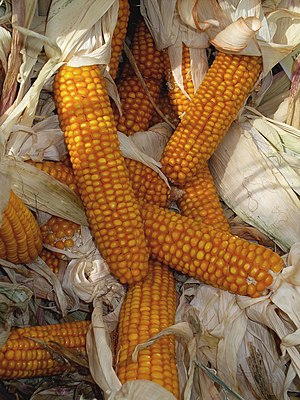 English: Zea mays, Poaceae, Maize, corn cobs. ...