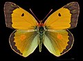 Colias croceus, male