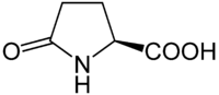 Stereo structural formula of (2S)-pyroglutamic acid