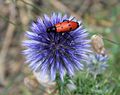 222 (Echinops ritro + Mylabris)