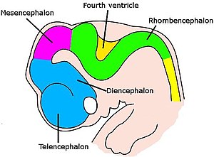Diagram of the various parts of the brain of a...