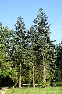 Abies procedure Rogów 1.jpg