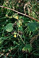 Velvet-leaf, Abutilon theophrasti