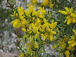 Acacia triptera.jpg