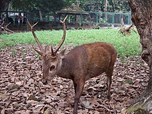 Saikung minjangan bawean laki di Kabun Binatang Ragunan, Jakarta