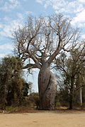 Baobabs enamorados