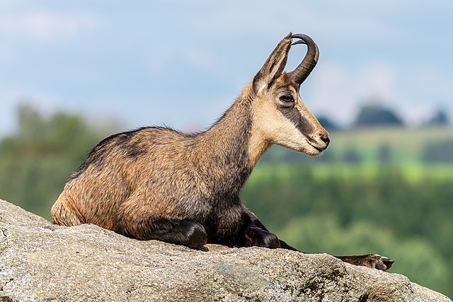 Дивокоза (Rupicapra rupricapa) у Горњој Аустрији