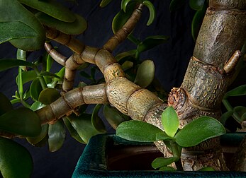 Ramos de uma planta-jade (Crassula ovata) em um vaso de cerâmica esmaltada verde-azulado (definição 4 265 × 3 094)