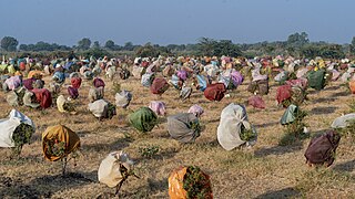 Un verger de grenadiers dans le centre du Gujarat.