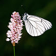 Aporia crataegi