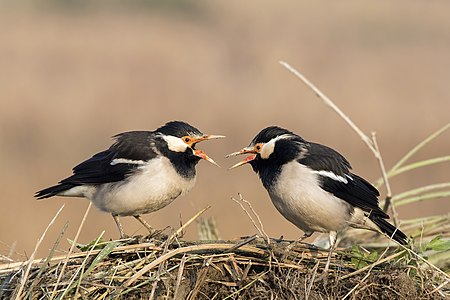 Pied mynas, by Charlesjsharp