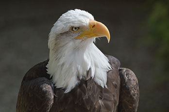 Águia-de-cabeça-branca (Haliaeetus leucocephalus) na entidade protetora de animais silvestres Hawk Conservancy Trust em Andover, Hampshire, Inglaterra. (definição 2 975 × 1 978)