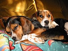 Beagle Hound Cute Dog
