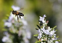 Une abeille dans les airs