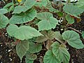 Vignette pour Begonia scharffii