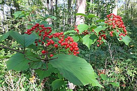 Linden vibernum of Gabrielson Gardens