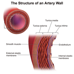 Arterial wall.