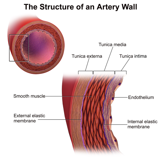 Arterial walls are primarily divided into the Tunica Intima (inner layer), Tunica Media (middle layer), and the Tunica externa (outer layer).